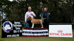 Open in Show - Ch. Ironklad Pretty Boy Floyd